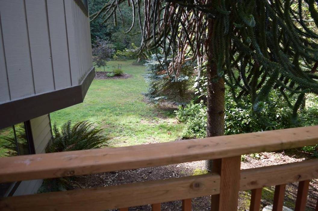 frong deck view through monkey tree to side yard